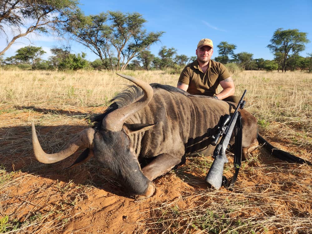 Blue Wildebeest in Namibia