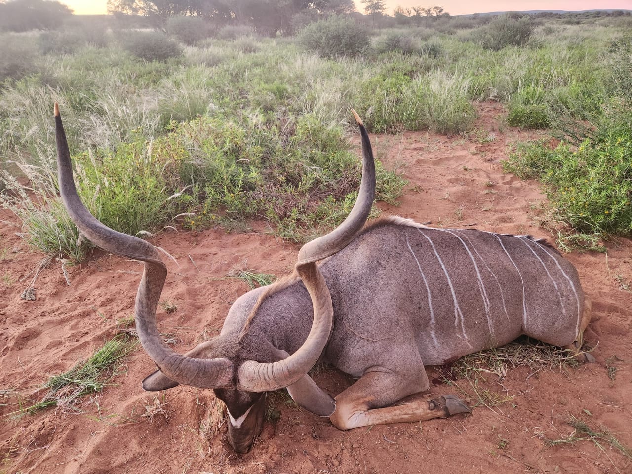 Greater Kudu in Namibia