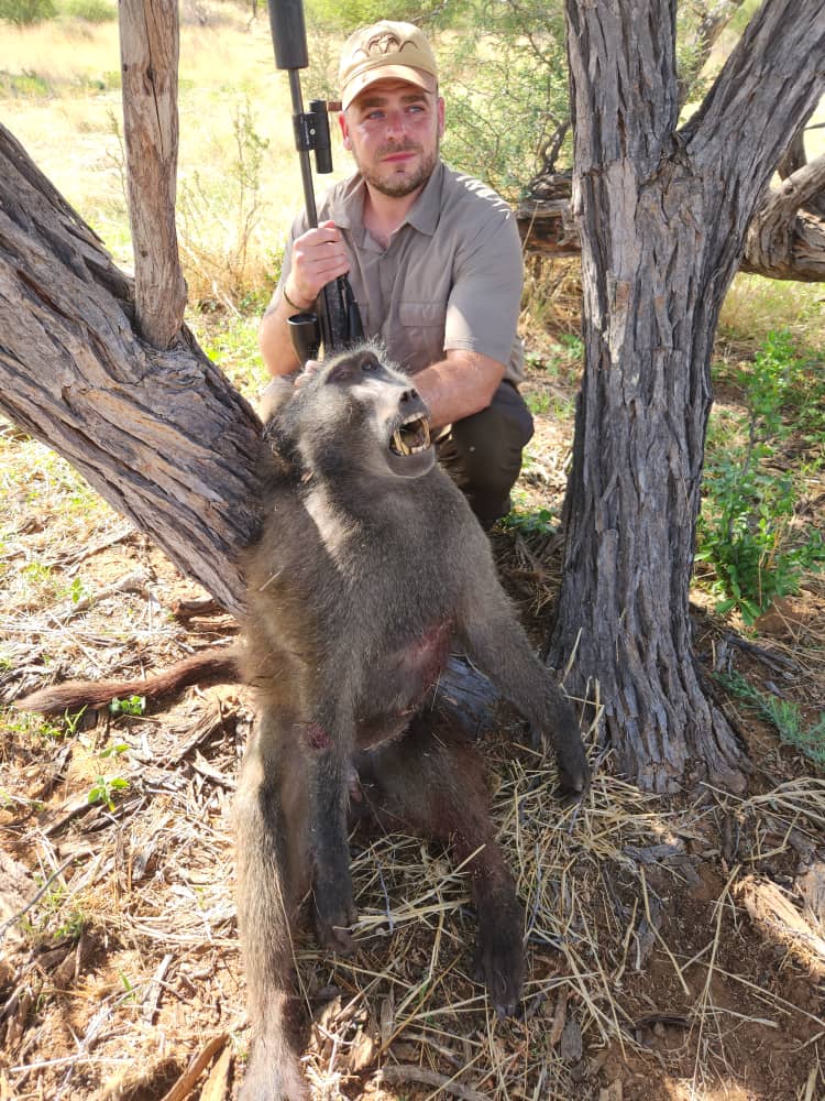 Chacma Baboon