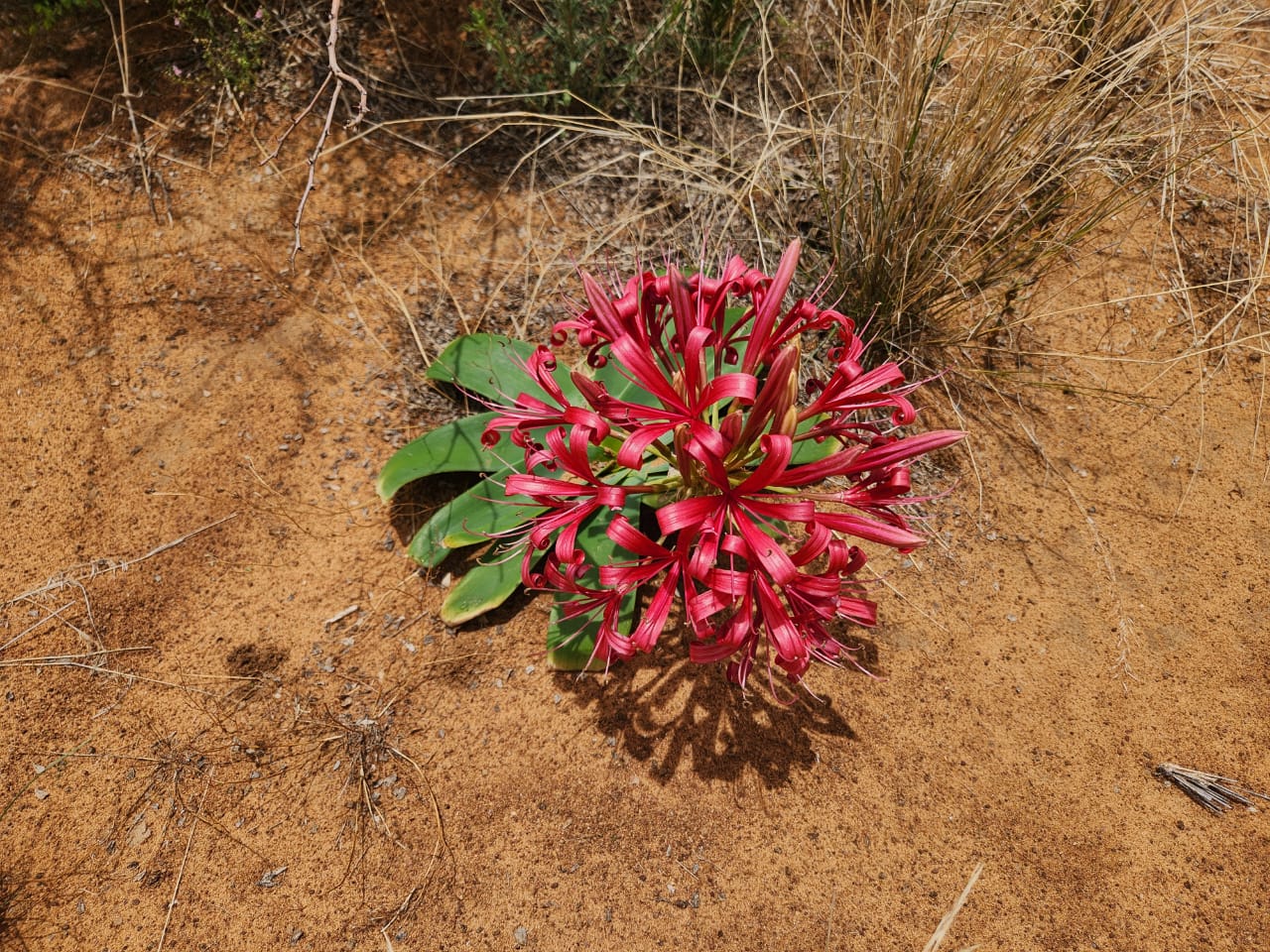 Desert Bloom